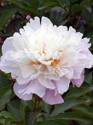 PIVOINE PINK HAWAY ROSE 60 Fl de France